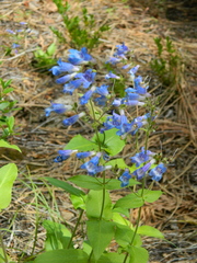 Penstemon wilcoxii