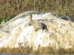 Mauremys leprosa leprosa