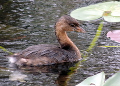 Podilymbus podiceps image