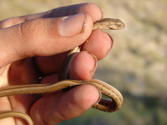 Dryophylax hypoconia
