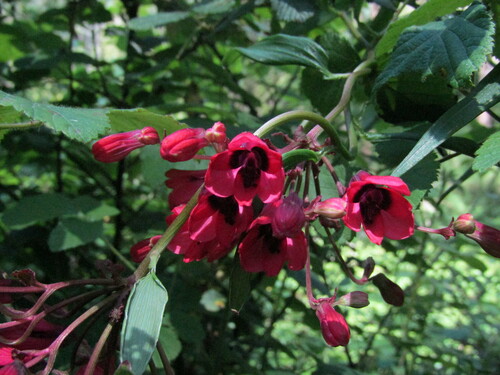 Bomarea salsilla (Bomarea salsilla)