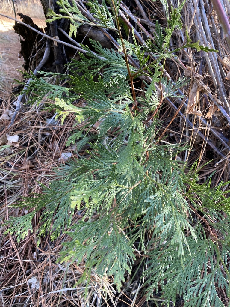 California incensecedar from Yosemite National Park, Yosemite National