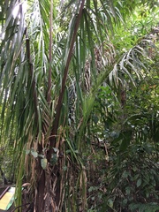 Cocoseae