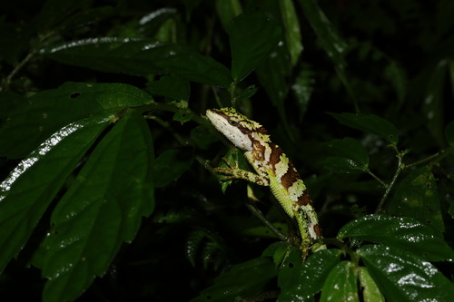 Ota's Japalure, Diploderma makii