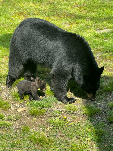 American Black Bear photographed in New York