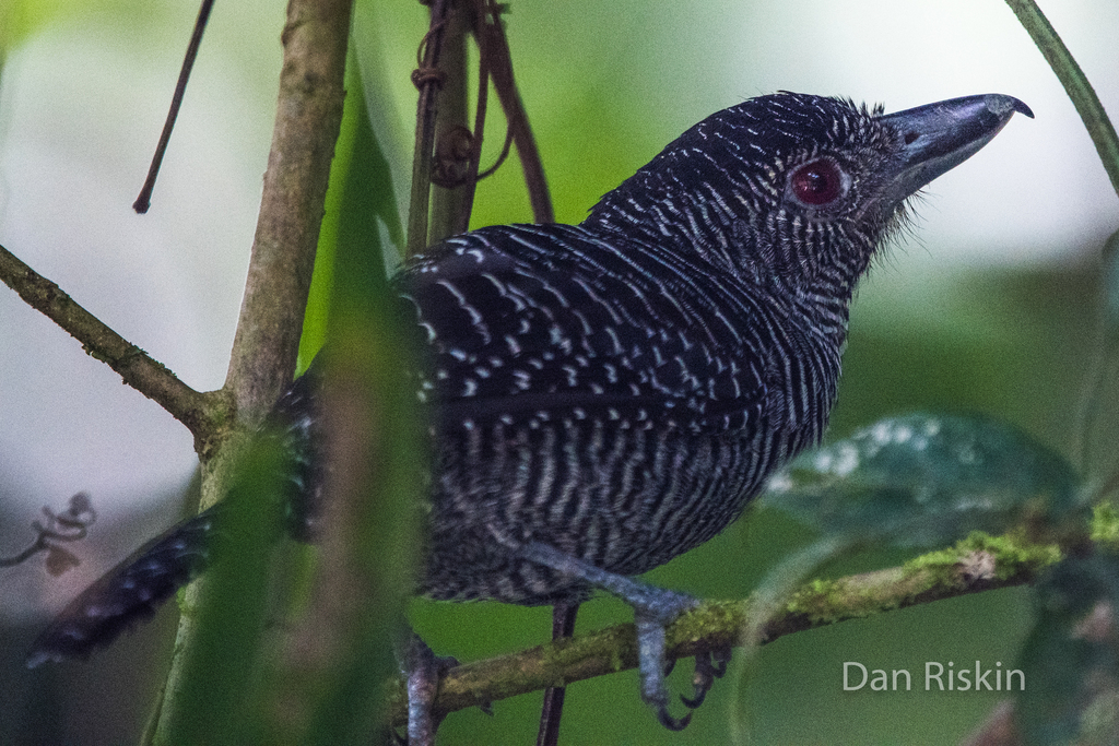 Fasciated Antshrike