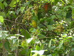 Zosterops flavifrons efatensis