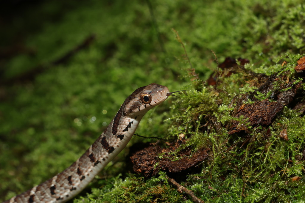 Stejneger's Bamboo Snake