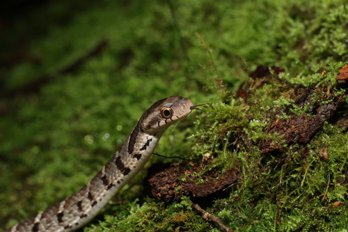 Stejneger's Bamboo Snake