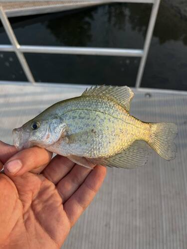 Black Crappie, Sturgeon County, AB T0G 1Y0, Canada, photo 9 of 10