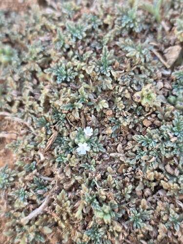 Procumbent Vervain