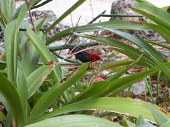 Myzomela cardinalis