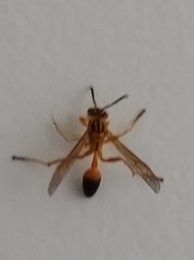 Mischocyttarus cerberus