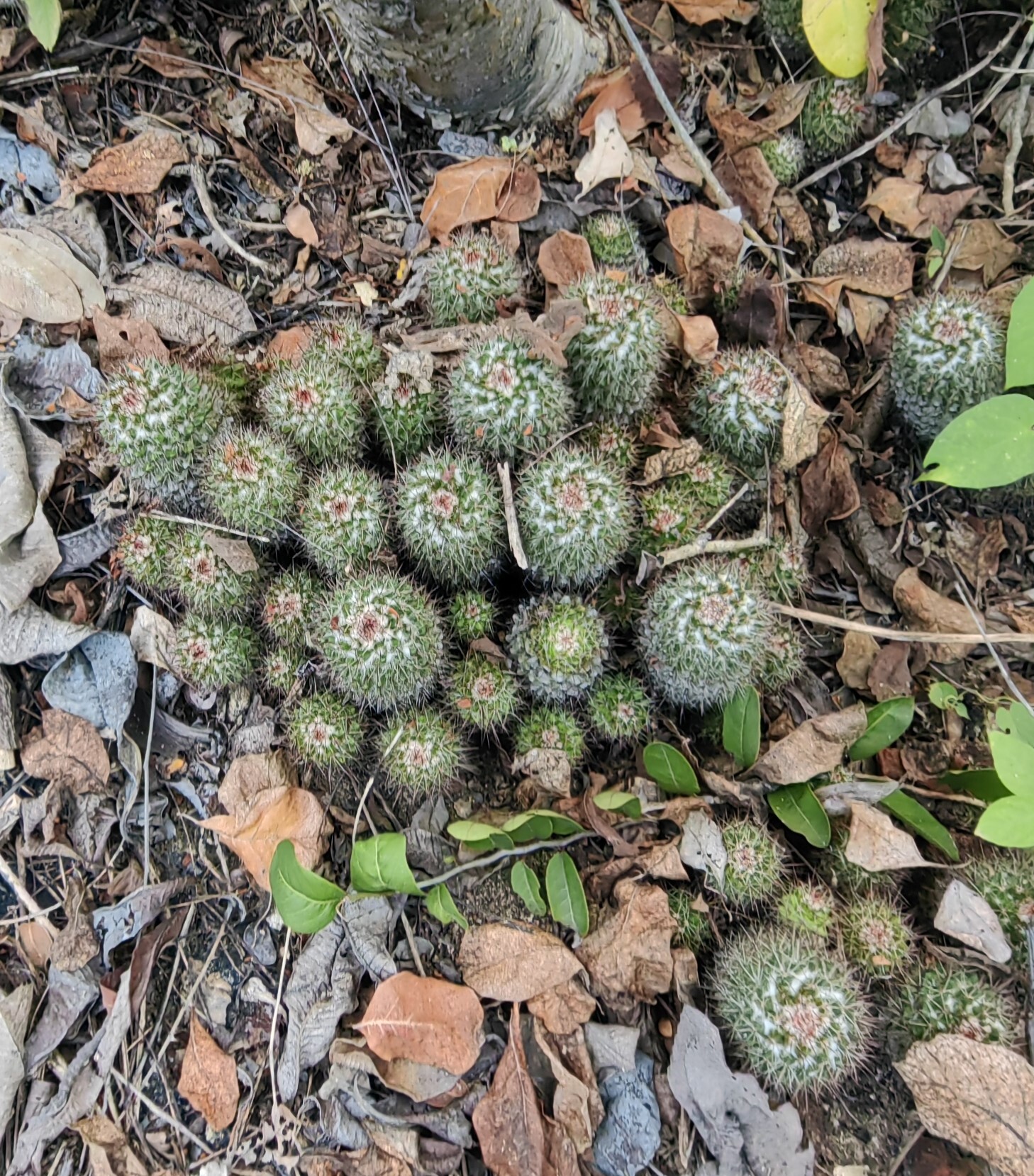 Imagem de Mammillaria voburnensis
