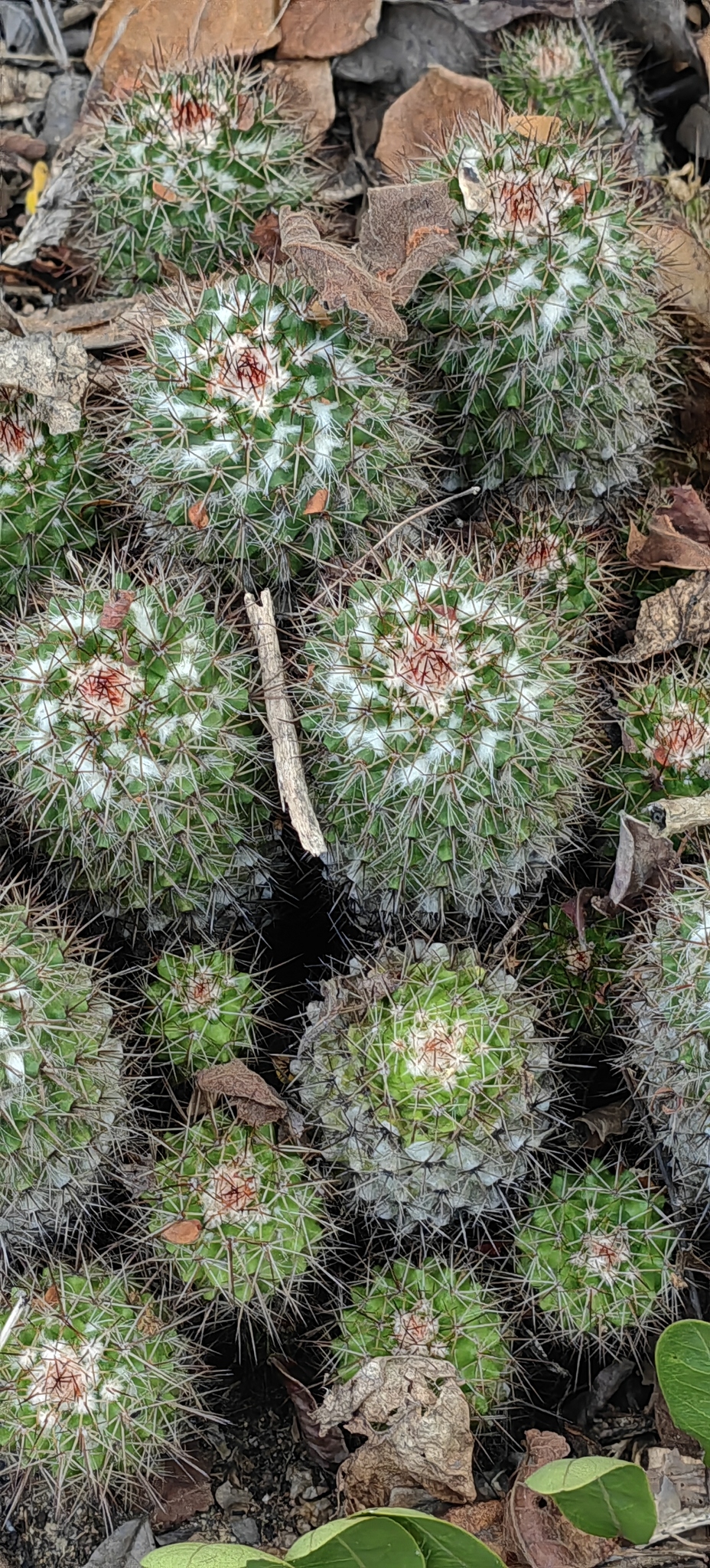 Imagem de Mammillaria voburnensis