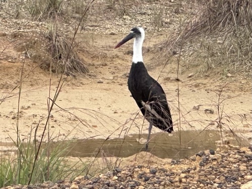 African Woolly-necked Stork