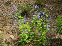 Penstemon wilcoxii