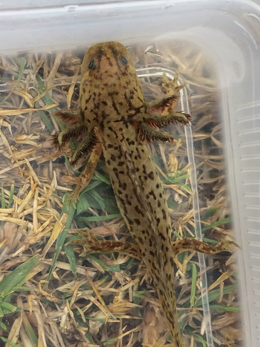 Taylor's Salamander
