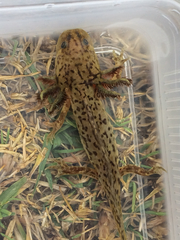 Ambystoma taylori