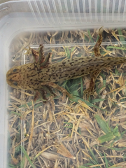 Ambystoma taylori