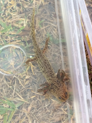 Ambystoma taylori