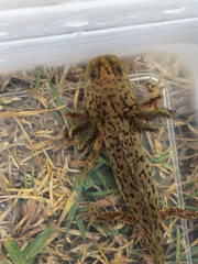Ambystoma taylori