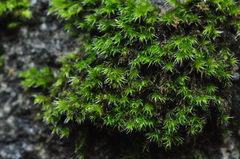 Racomitrium heterostichum