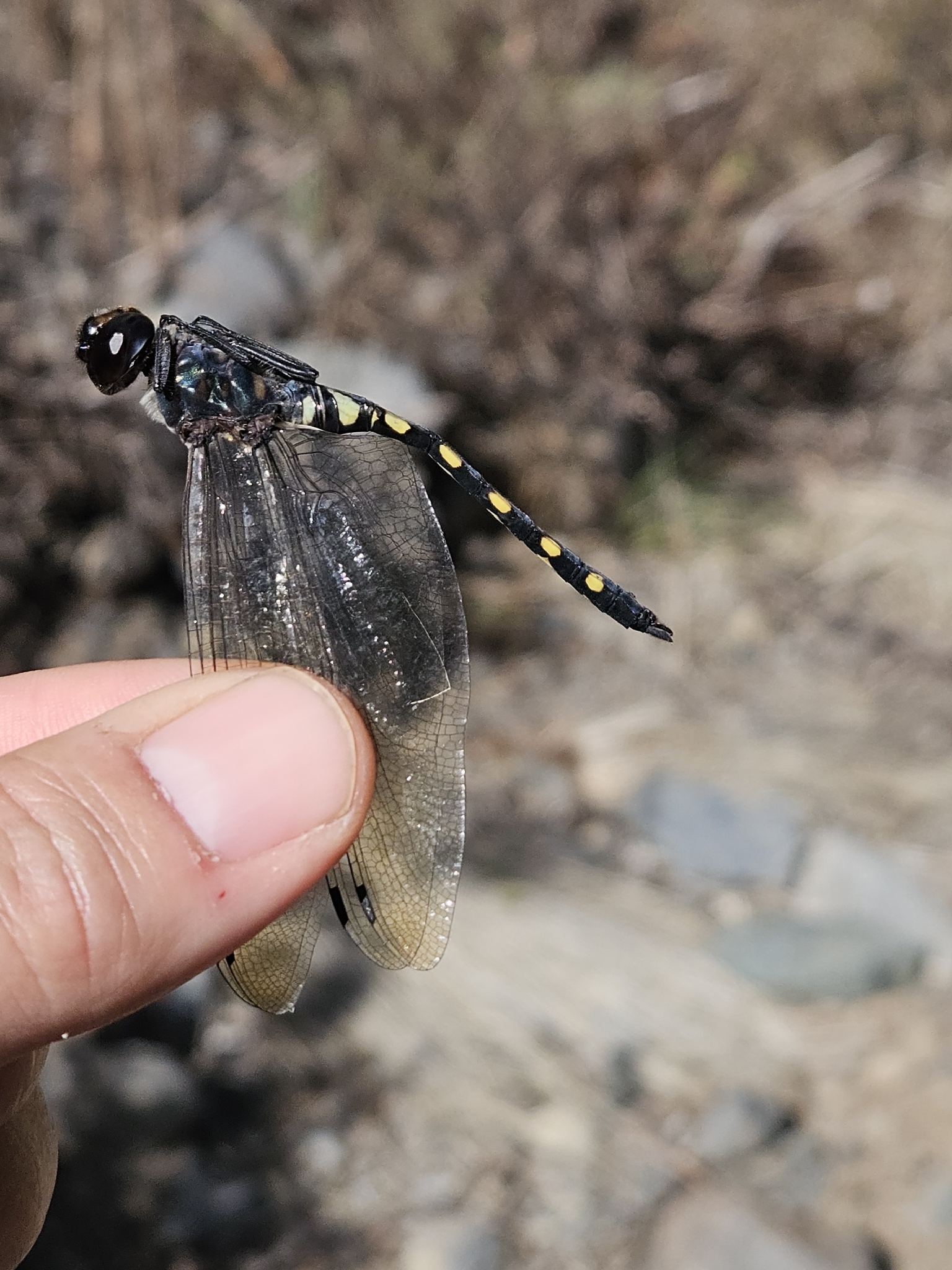 Libélula tropical
