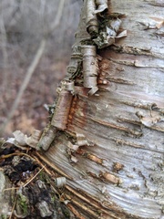 Betula murrayana