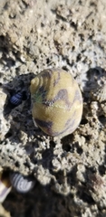 Nerita peloronta