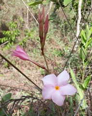 Mandevilla novocapitalis