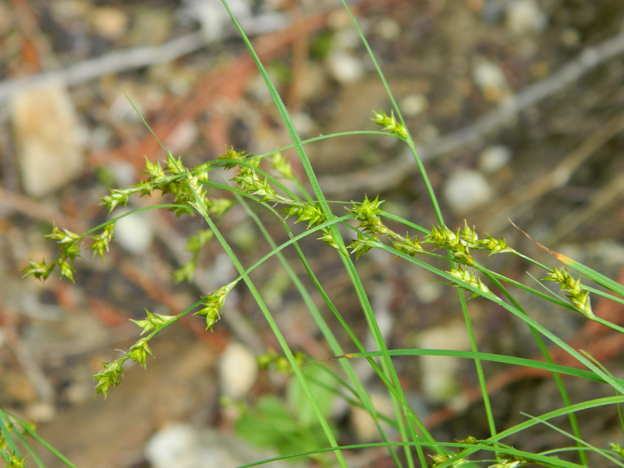 Carex laeviculmis