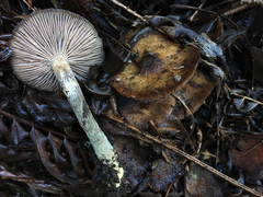 Armillaria nabsnona