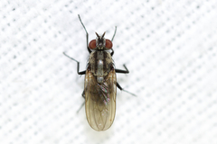 Anthomyia oculifera
