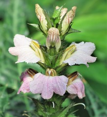 Acanthus montanus