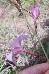 Mandevilla novocapitalis
