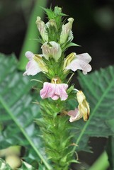 Acanthus montanus