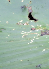 Plagioneurus univittatus