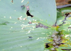 Plagioneurus univittatus