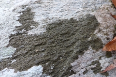 Rhizocarpon hochstetteri