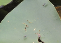 Plagioneurus univittatus