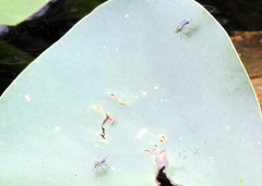 Plagioneurus univittatus