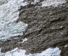 Rhizocarpon hochstetteri
