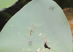 Plagioneurus univittatus