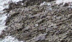 Rhizocarpon hochstetteri