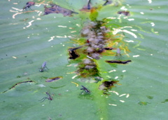 Plagioneurus univittatus