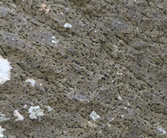 Rhizocarpon hochstetteri