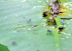 Plagioneurus univittatus