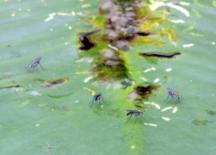 Plagioneurus univittatus