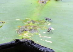 Plagioneurus univittatus
